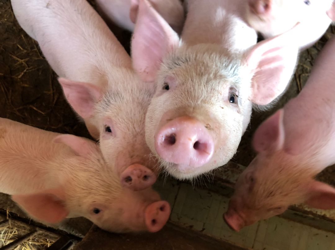 禁行_禁行怎么扣分和罰款_禁行標(biāo)志牌